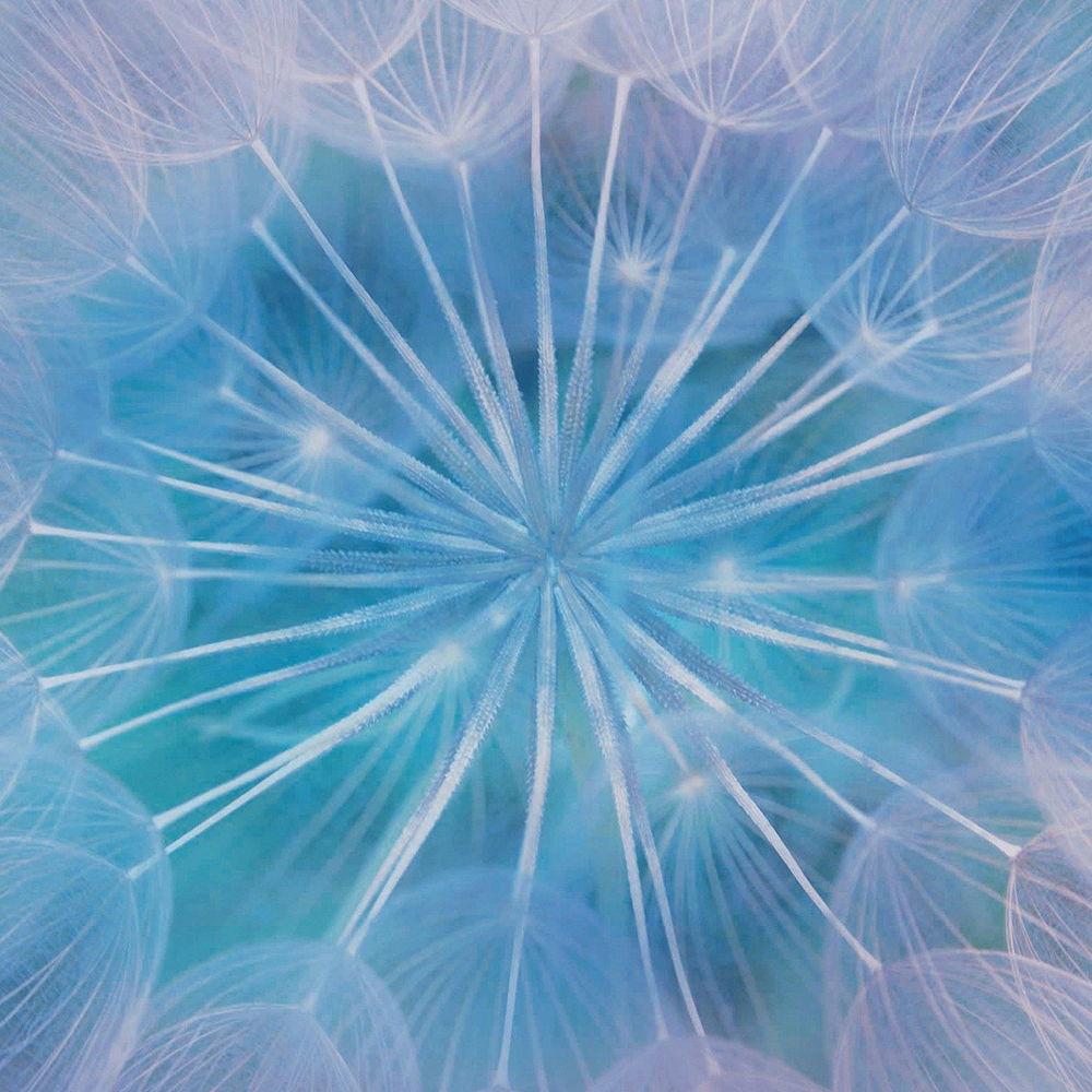 Bild einer Pusteblume