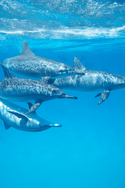 delphin